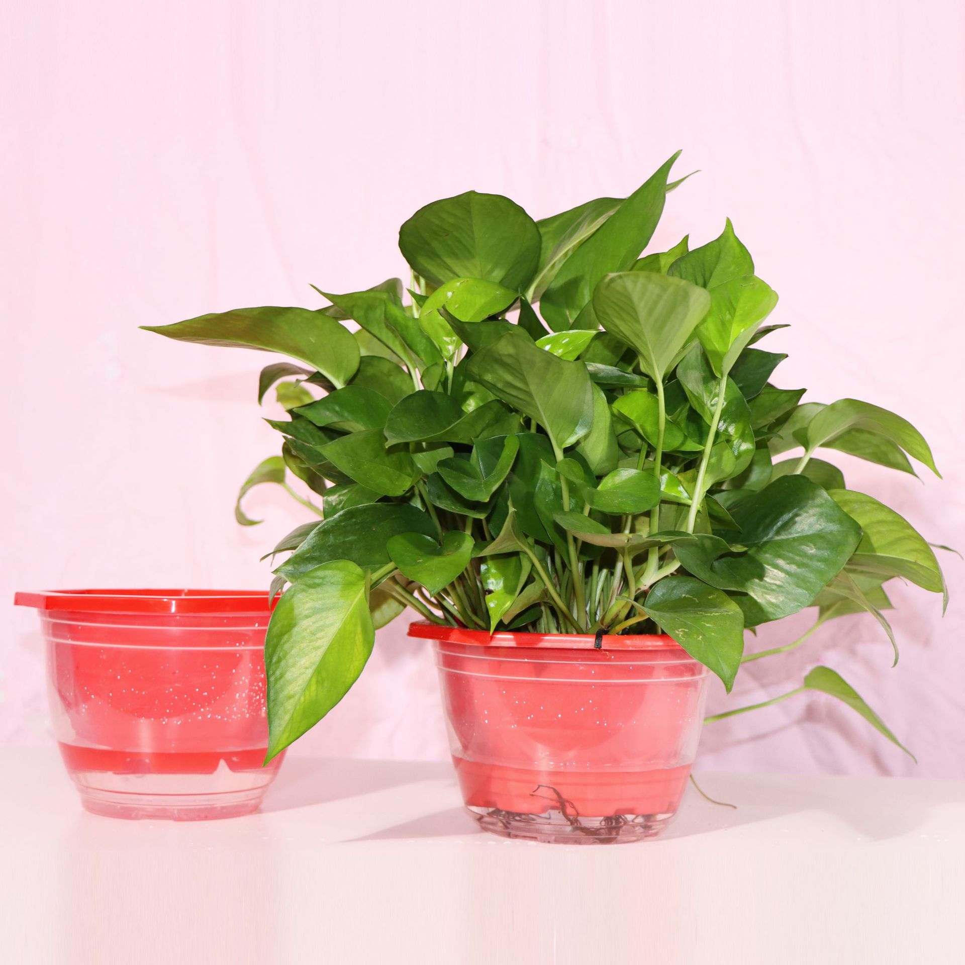 盆景花卉阳台-盆景花卉阳台厂家,品牌,图片,热帖-阿里巴巴