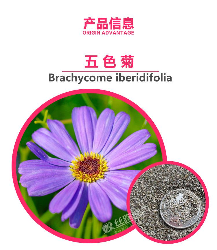 批发五色菊种子菊花种子阳台盆栽室内易种庭院易种观花草花种籽子