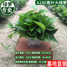 180大绿萝盆栽植物花卉室内绿植吸甲醛水培吊兰净化空气绿箩基地