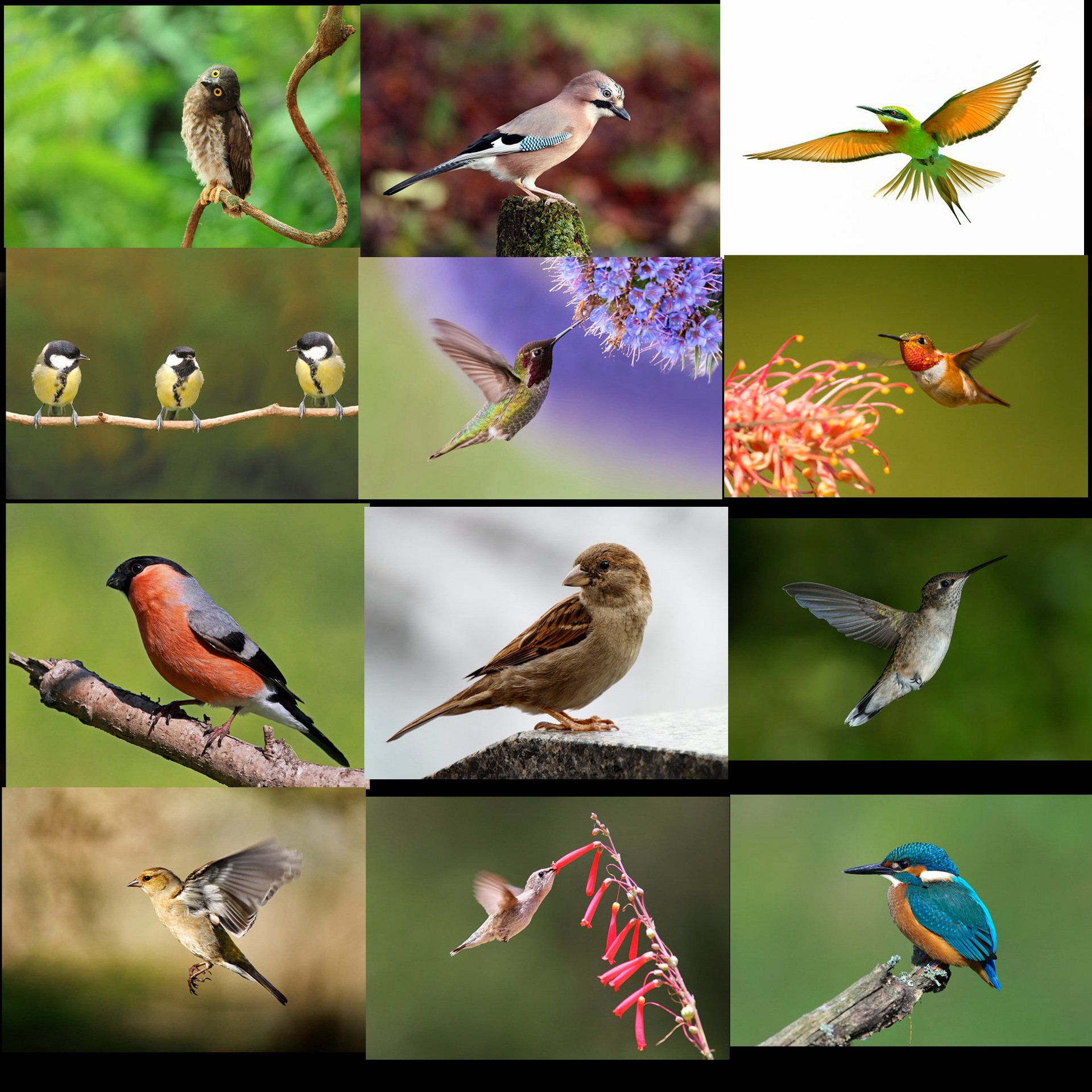 3561小鸟鸟类动物图片鸽子大雁小鸟麻雀飞禽透明背景海报