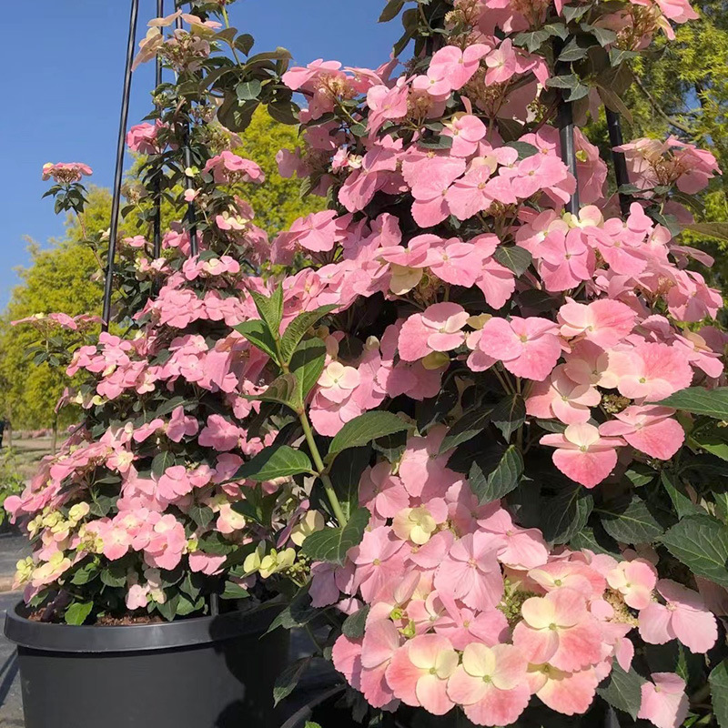 欧石竹青州花卉基地 绿化色带用花欧石竹种苗 管理粗放-报价-阿里巴巴