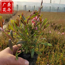 批发多年生宿根花卉山桃草 粉花山桃草工程苗基地 河北紫叶千鸟花