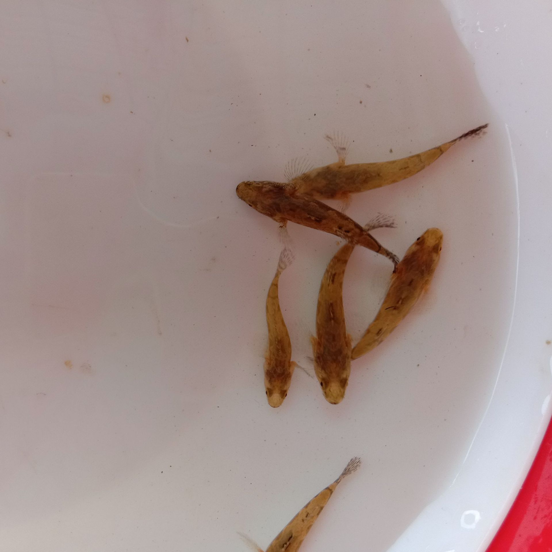 笋壳鱼苗 泰国笋壳鱼苗 水产基地直销笋壳鱼 尖塘鳢笋壳鱼苗批发