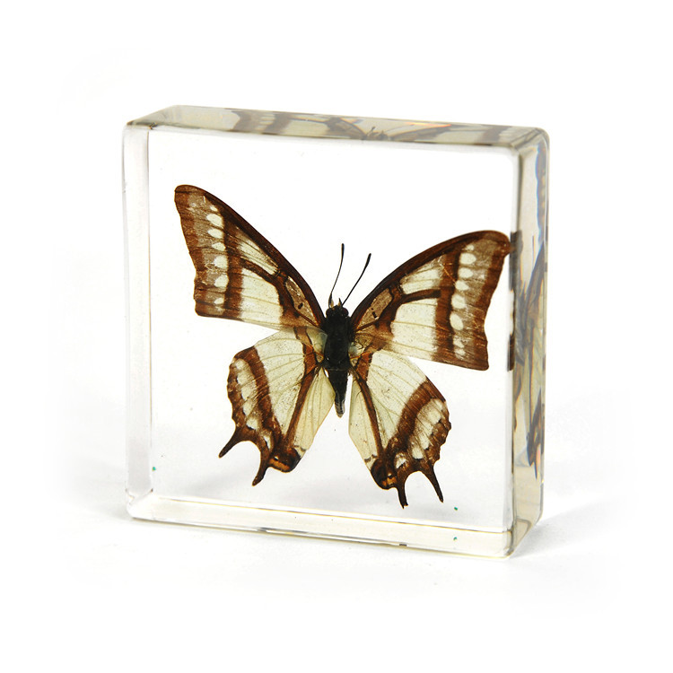 千千谷儿童科普认知自然科学标本幼儿园早教包埋式树脂昆虫标本