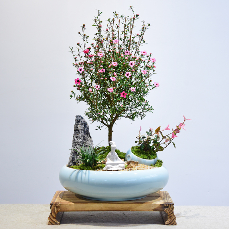 松红梅盆栽带花苞室内盆景阳台花卉绿植好养中式耐寒观赏植物好养