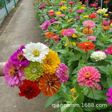 批发百日草种子百日菊花籽草花子四季开花野花组合种花海草花种子