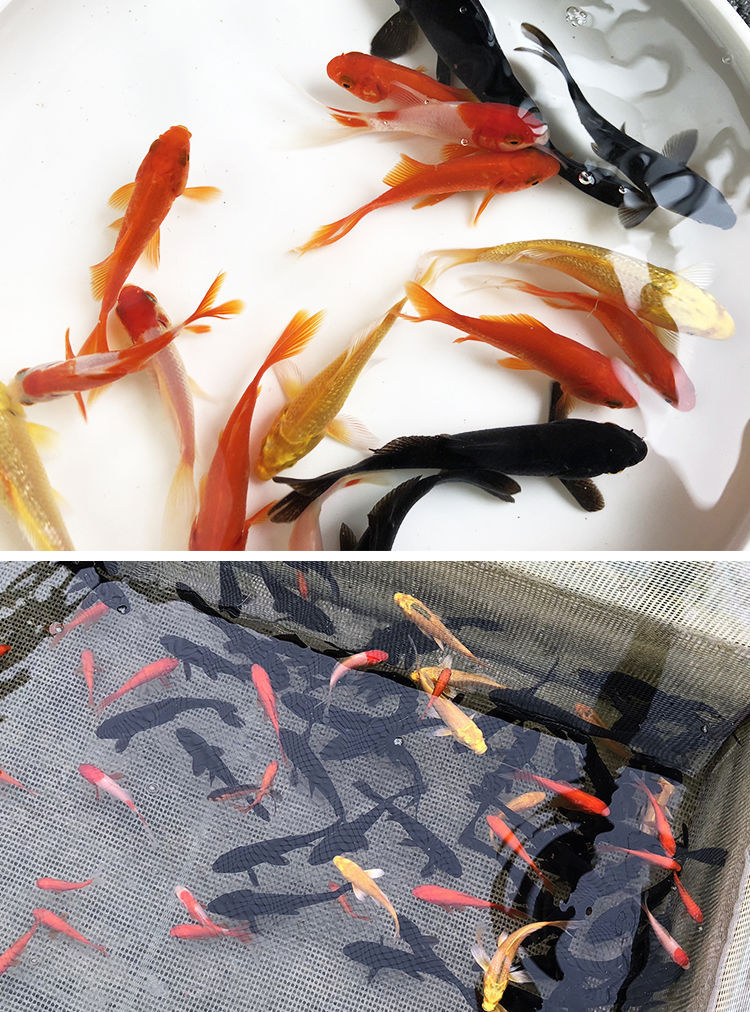 观赏鱼不用加温草金金鱼冷水易养宠物风水小红草锦鲤活体鱼苗宠物