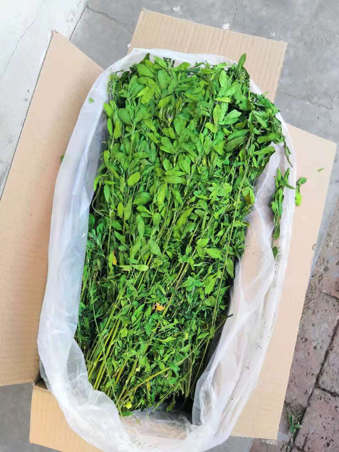 2021年苜蓿草烘干紫花苜蓿草干草兔草龙猫荷兰猪粮兔兔饲料粮牧草
