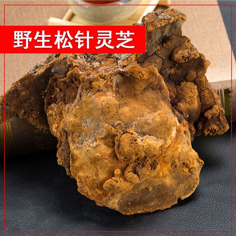 松针野生灵芝
