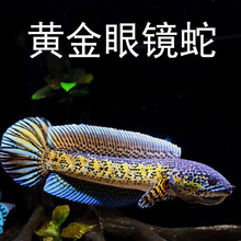 幻彩蓝宝石雷龙鱼小型凶猛观赏鱼热带猛鱼酒红雷龙鱼七星鱼活体