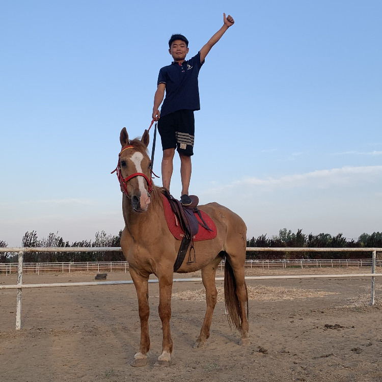 怀孕母马胎盘 骑乘的成年大马 活体马胎盘药引子马胎盘的价格多少