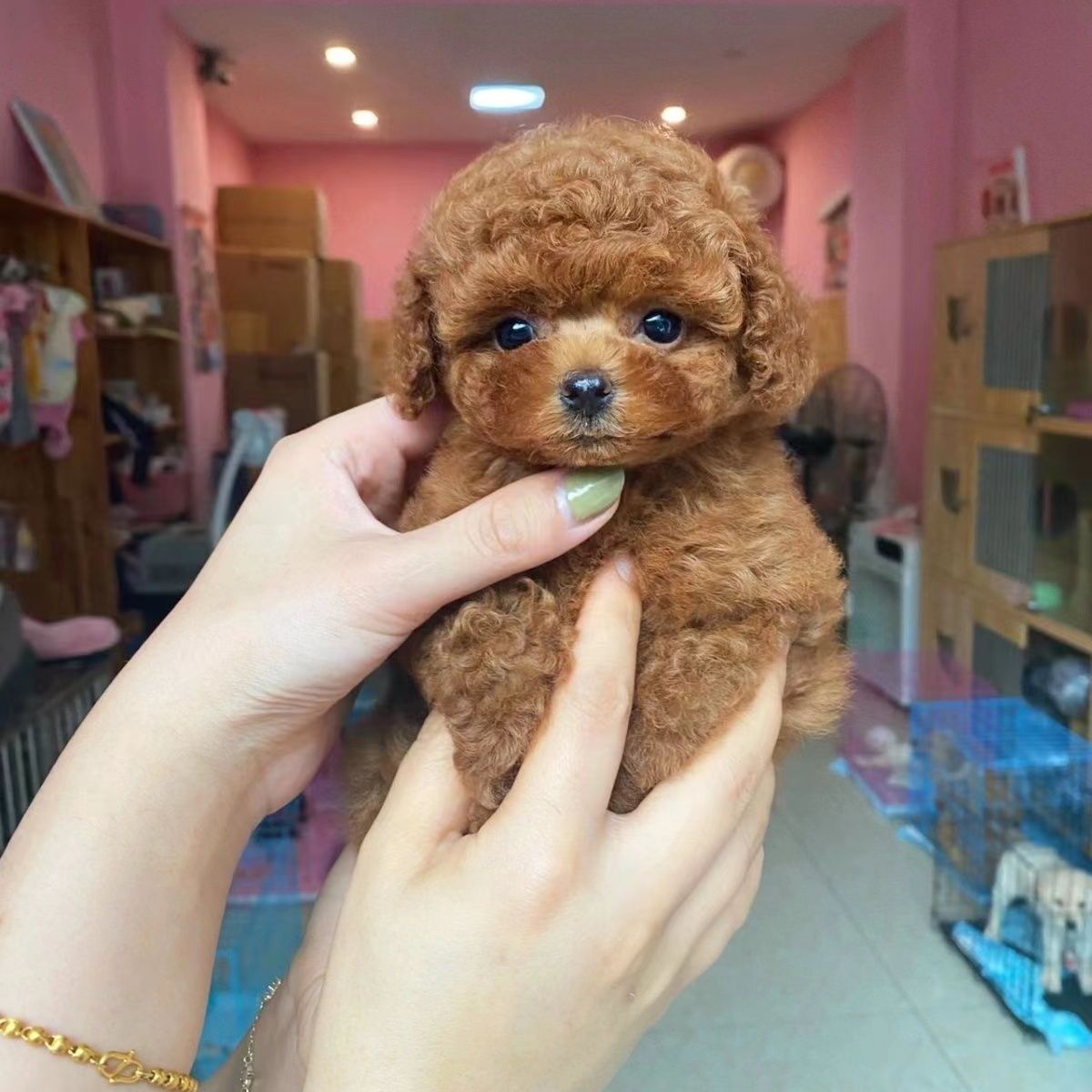 出售纯种泰迪幼犬泰迪犬茶杯泰迪小体泰迪小型犬比熊贵宾犬宠物狗