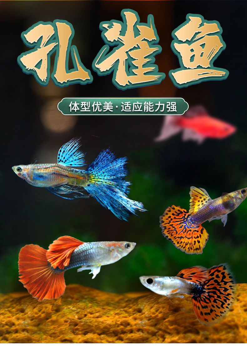 孔雀鱼批发纯种活鱼凤尾鱼鱼苗斑鱼马灯科淡水小型热带观赏鱼精品