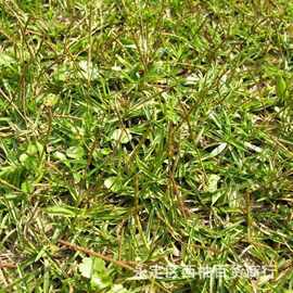 假俭草种子 草坪种子 耐践踏 护坡 护埂 护堤种子 根系发植物种子