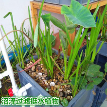 室外鱼池水生植物装饰景点鱼缸鱼池水培水生植物芋头荷花盆景