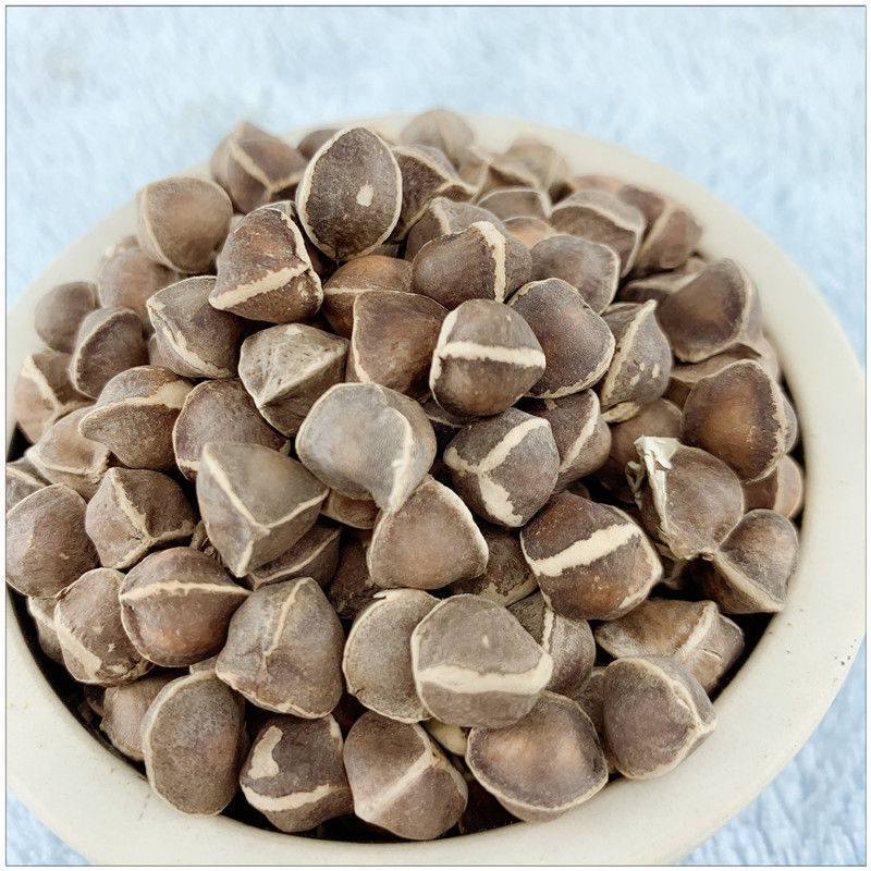 辣木籽印度 辣木籽 大果食用辣木新籽功效