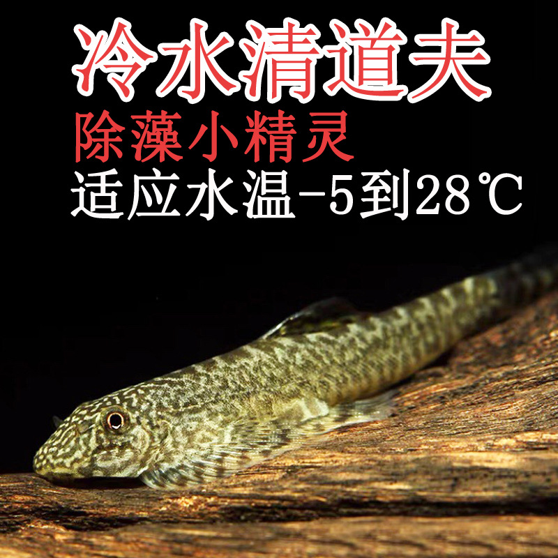 清道夫双吸盘吸鳅冷水贵州爬岩鳅除藻小精灵小提琴清洁工淡水鱼