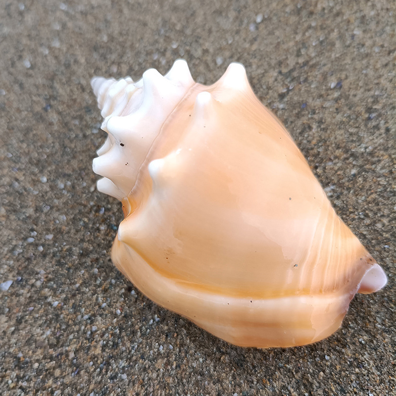 天然海螺黑玉米螺 鱼缸造景贝壳海螺工艺品 旅游纪念礼品