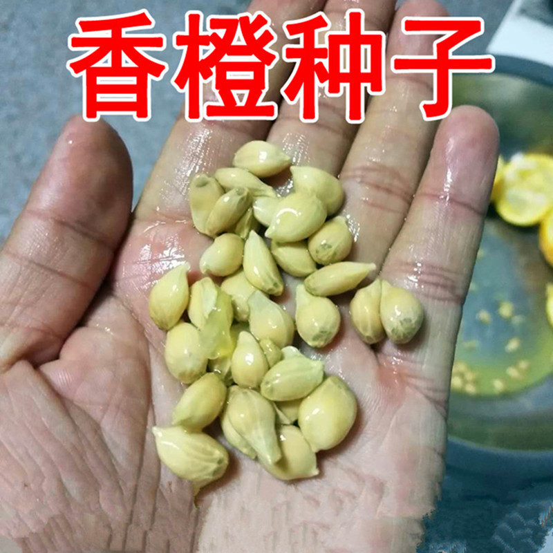 销售新采枸橘种子枳壳种子枸桔红橘柑橘香橙红桔籽篱笆砧木树种子