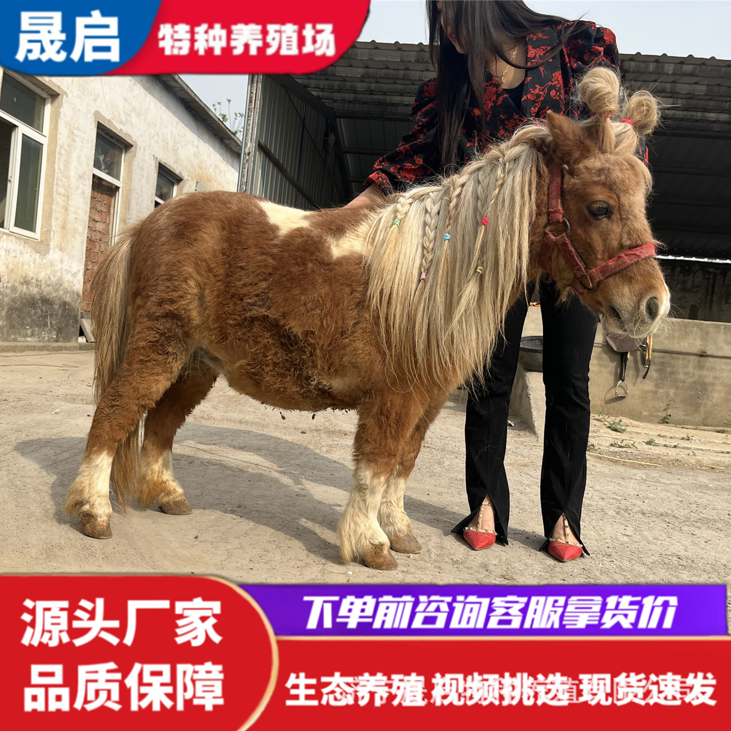 出售国产德宝矮马活体 设特兰小矮马多少钱 宠物小毛驴哪有卖的