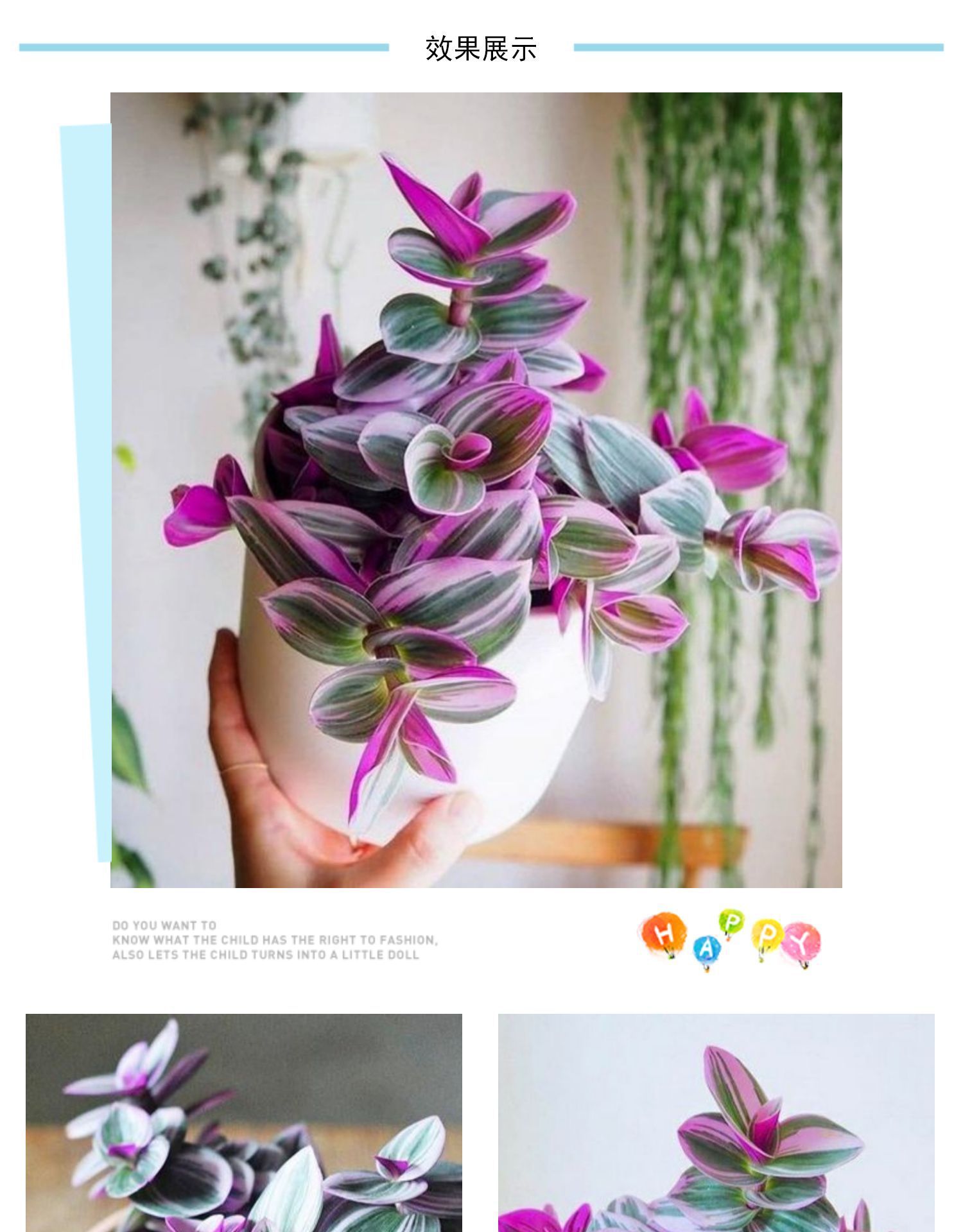 婚礼油画吊兰室内植物玫红色观叶紫露草进化空气吸甲醛吊兰紫色花