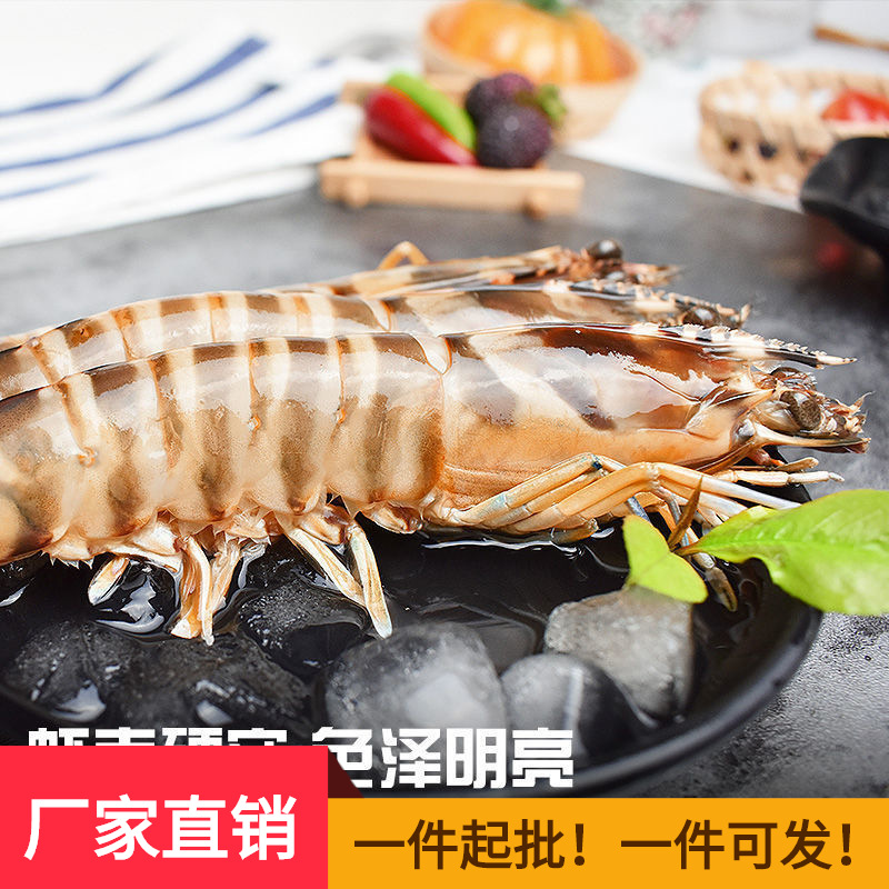 【鲜活】舟山竹节虾特大野生九节虾新鲜大虾黑虎虾海虾海鲜水产.