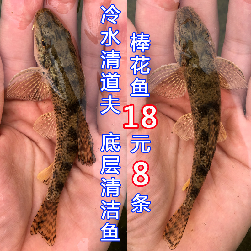 棒花鱼观赏鱼活体水族宠物中国原生鱼群游小型淡水冷水清道夫好养