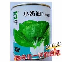 矮雪一号束腰白梗青菜种子秋播菜腌菜栽培耐寒抗病矮簇小白菜种籽