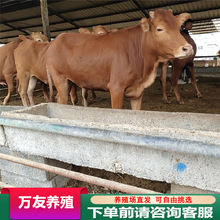 牛苗西门塔尔牛犊价格鲁西黄牛改良牛杂交牛小肉牛犊出售山东养牛