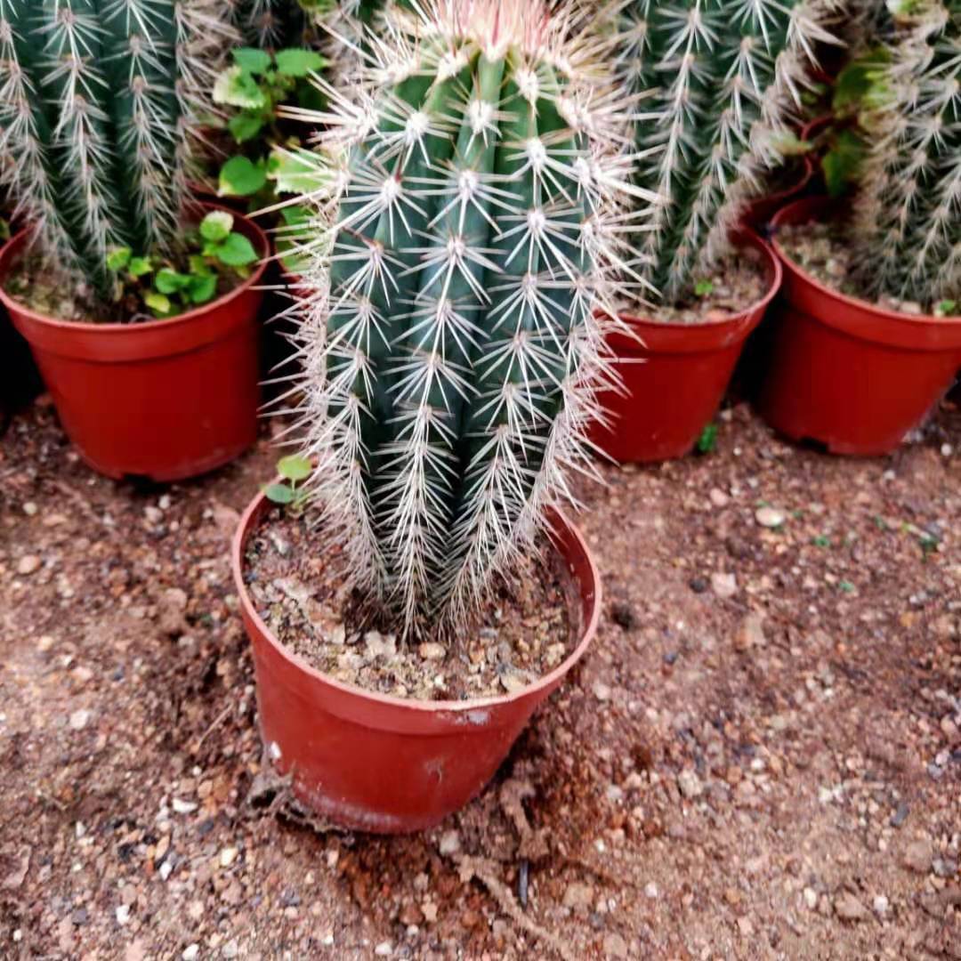 幸福柱仙人柱24盆一件 武伦柱 会开花仙人球室内盆栽仙人掌科