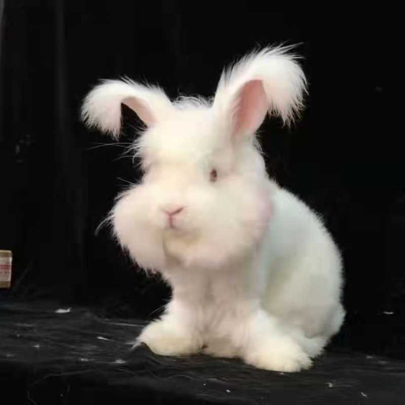网红巨型安哥拉兔巨兔长毛兔子活物大型兔子宠物兔幼年成外贸