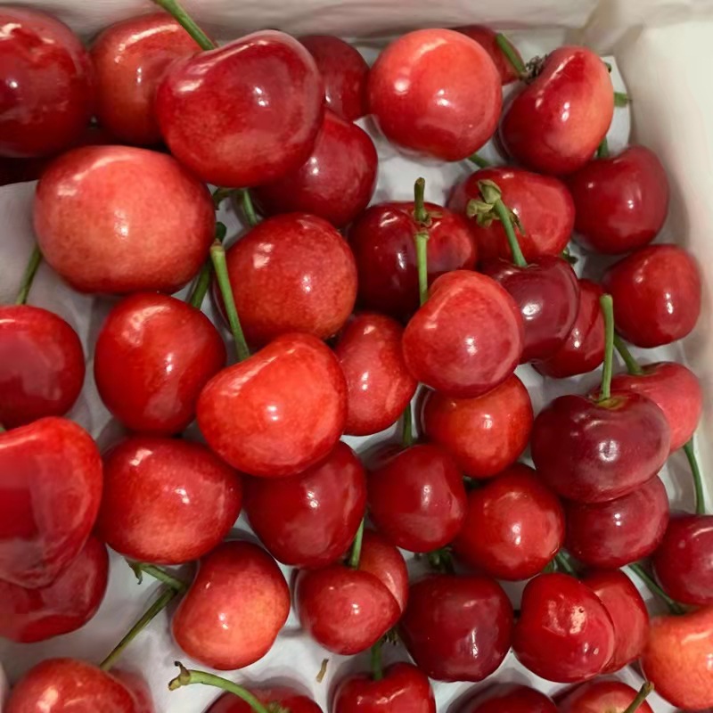 山东红灯樱桃新鲜水果大樱桃孕妇水果整箱一件代发
