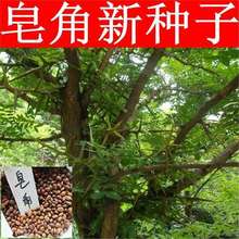 正宗大皂角种子  小中皂角树种子巨刺皂角树种子 皂角米种子