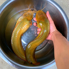 优质本地塘鲺鱼苗淡水胡子鲶鱼苗塘角鱼苗土塘鲺鱼苗塘虱活体包邮