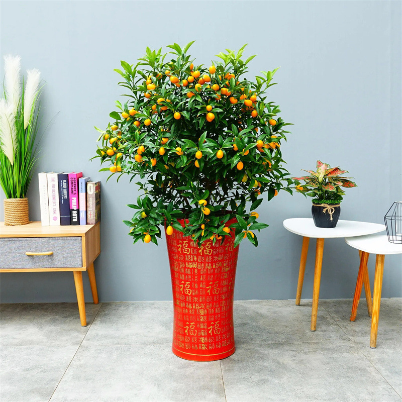 橘子树盆栽带果