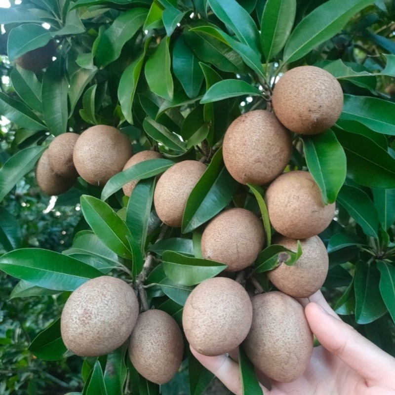 产地直销人参果水果人形福娃甜瓜制作娃娃非云南礼品果多规格批发