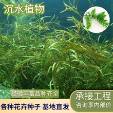 批发沉水植物黑藻金鱼藻狐尾藻眼子菜伊乐藻绿菊 各种水草苗施工