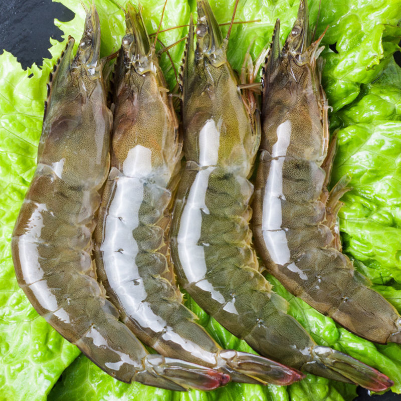 中特大号虾批发虾子大虾鲜活批发青虾活虾鲜冻虾一箱大虾一件代发