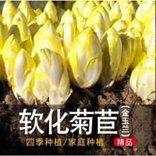 金玉兰菜种子软化菊苣苦苣种子菜根种孑种苗白玉兰种子黄芽菜种子