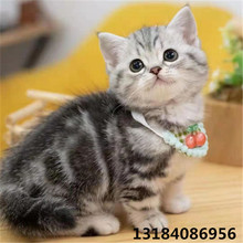 美短虎斑猫幼猫美国短毛猫银虎斑宠物猫可爱短毛居家粘人真猫