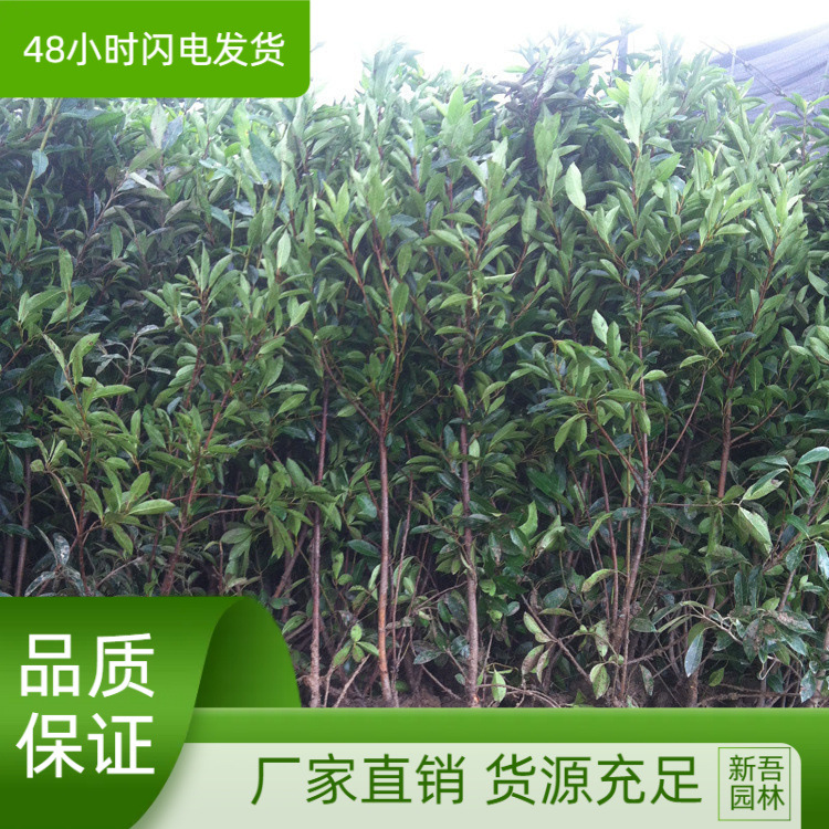 法国冬青树苗篱笆苗四季常青庭院绿化苗木大叶冬青苗珊瑚树围墙苗