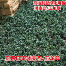 基地批发矮麦冬草玉龙草庭院别墅绿化地被植物矮麦冬草金边麦冬