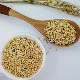 大白糜子黍子鸟食批发出口资质齐全厂家直销一手货源脱米黍子