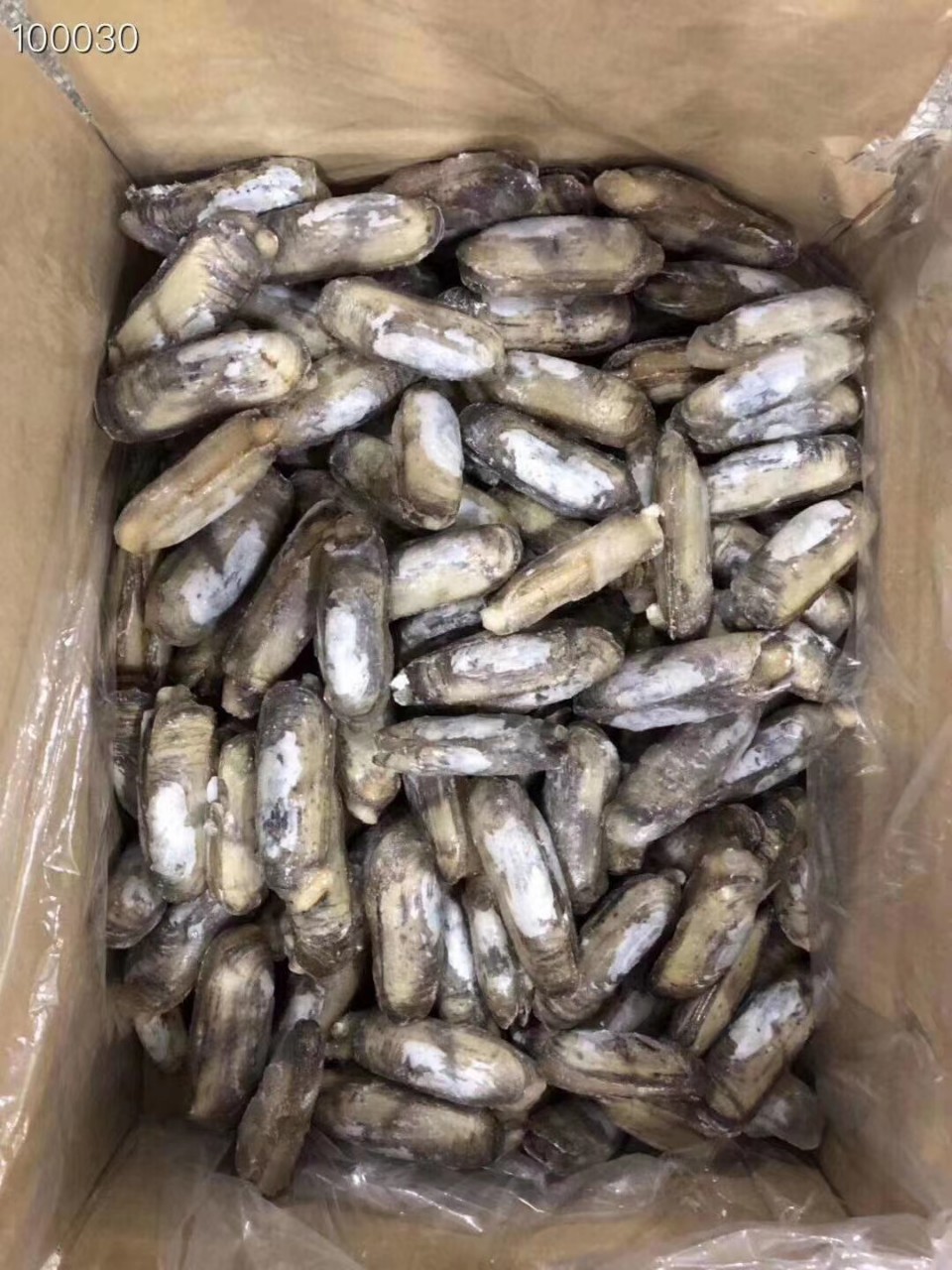 批发冷冻带壳蛏子小人鲜贝类海鲜自助快餐酒店食材