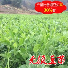 无须碗豆尖子豌豆种籽肥仔豌豆苗种龙须菜蔬菜种子阳台大田豆芽菜