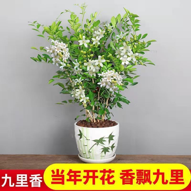 驱蚊浓香型四季开花九里香盆栽绿植物好养室内阳台花卉南北方种植