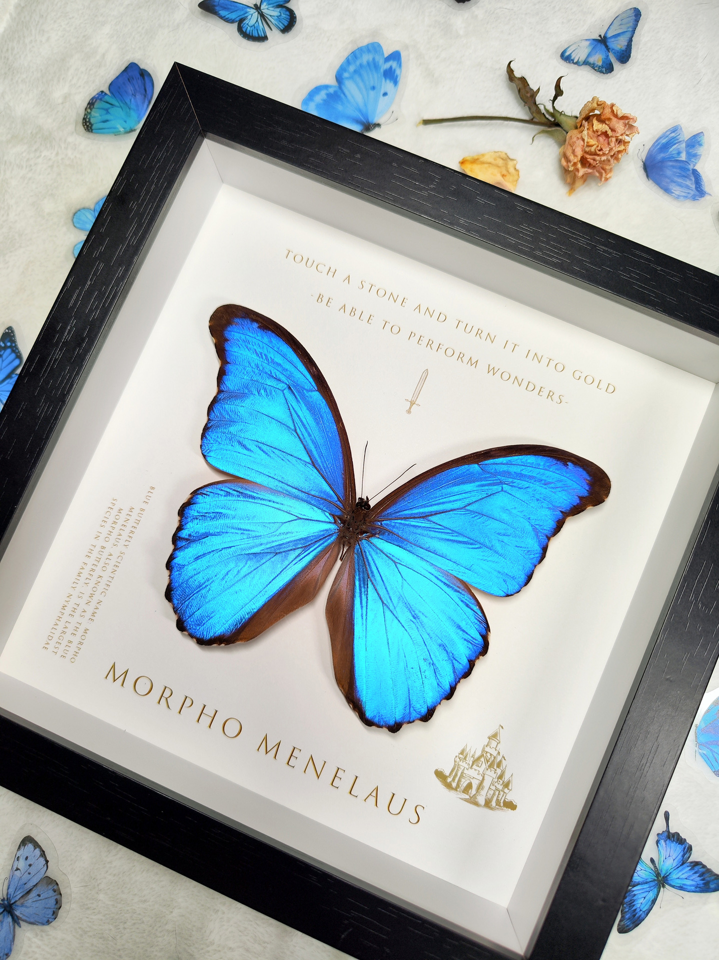 大蓝闪蝶蓝色蝴蝶标本相框成品摆件情侣纪念生日礼物欢乐女闪蝶