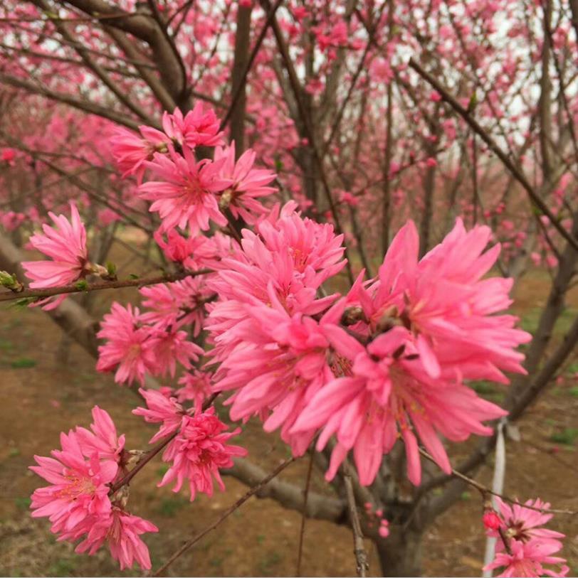 菊花桃树苗 规格齐全公园街道工程绿化 绿化树基地批发新品种观赏