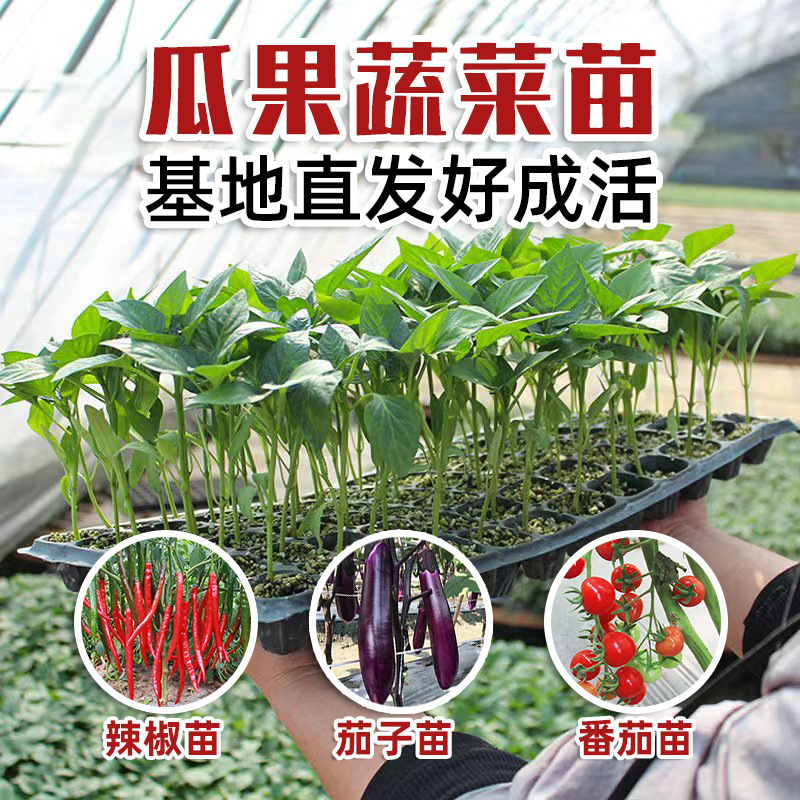 四季蔬菜苗番茄幼苗小秧苗春天种植苗辣椒苗茄子苗草莓苗基地批发