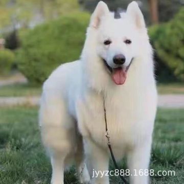 批发纯种瑞士牧羊犬幼犬活体狗狗白色德牧护卫犬工作犬宠物犬小狗